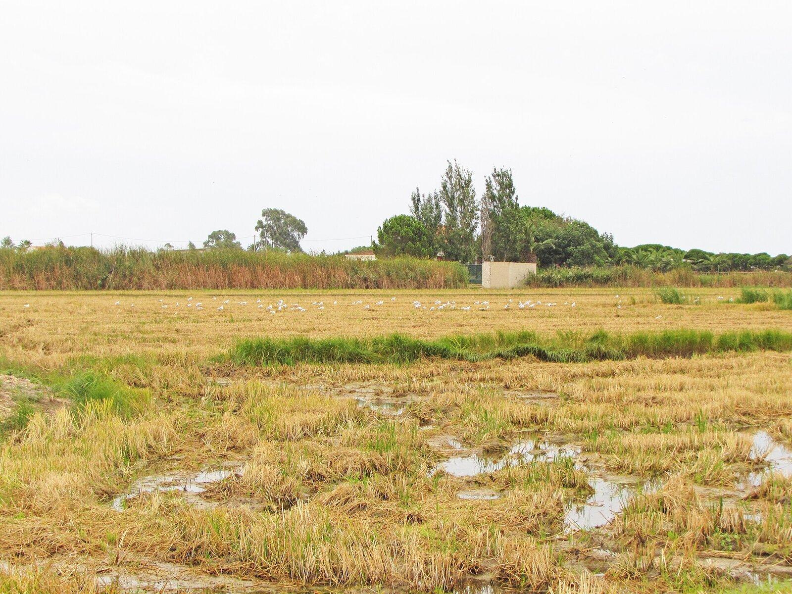 Ebro Delta rice fields