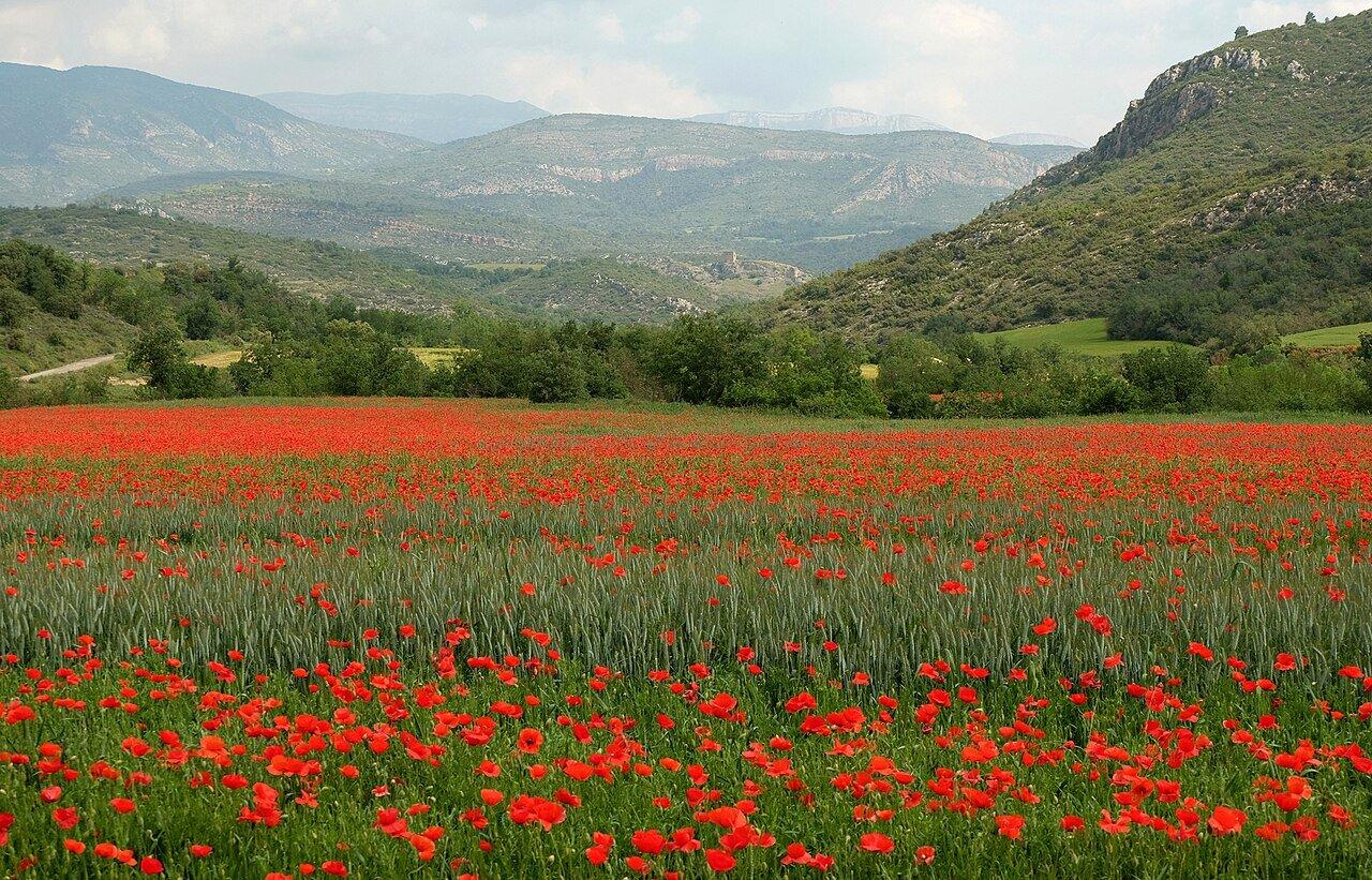 A field of red poppies beneath the Montsec hills