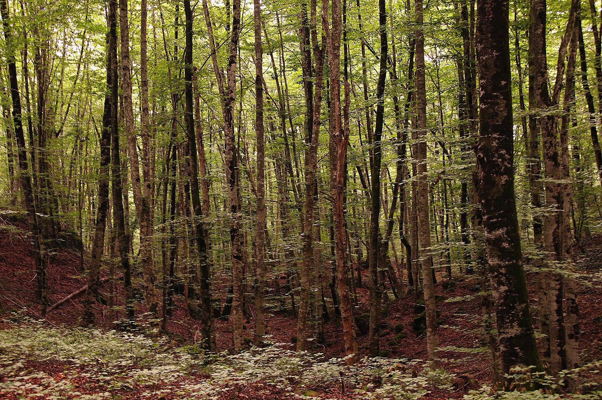 Fageda d'en Jordà