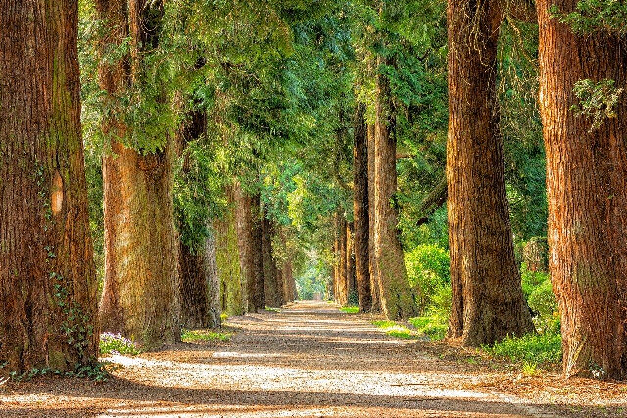 Muntanyes de Prades forest trail